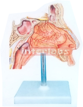 HUMAN NERVES MODEL INSIDE  NASAL CAVITY